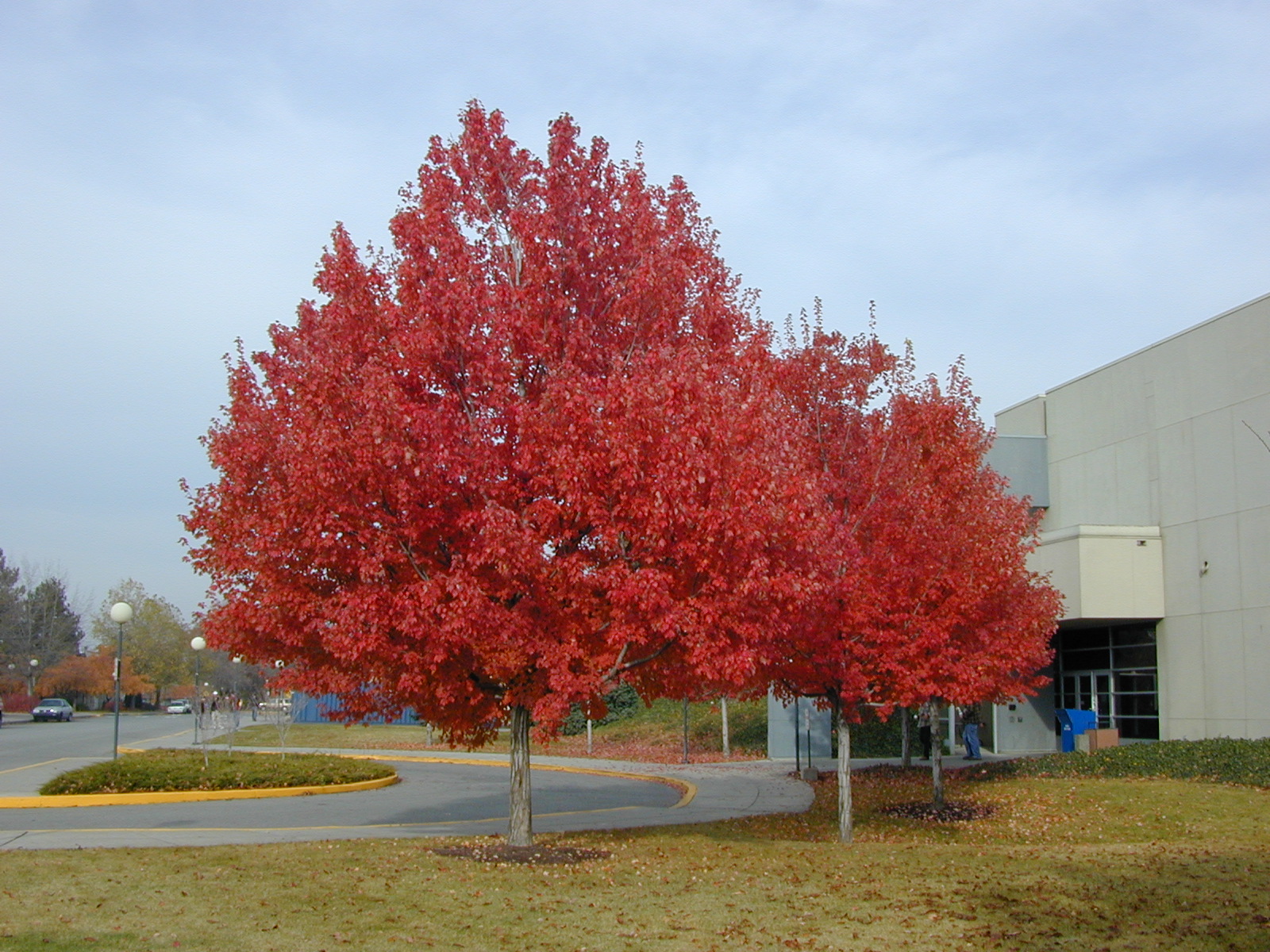 Какие деревья можно. Клен красный ред Сансет. Клен rubrum. Клен красный rubrum. Acer rubrum 'Red Sunset'.