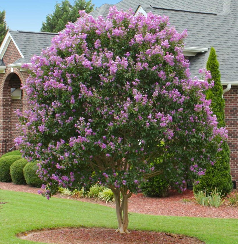 lavender-muskogee-crepe-myrtle | Pro 1 Landscaping